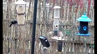 Schlitz Audubon Nature Center Bird Feeder Live Stream