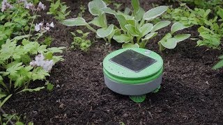 Weed-Killing Robot Keeps Garden Orderly