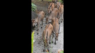 Common Eland  TaipeiZoo  #伊蘭羚羊 台北市立動物園 下班 #shorts