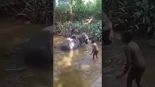 The Beating of young elephant Vishwa in Sri Lanka