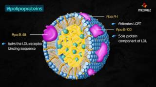 Apo-lipoproteins