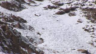 Ibex Grazing in Snow Hemis National Park Leh Ladakh