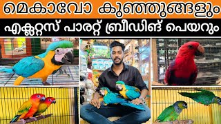 മെകാവോ കുഞ്ഞുങ്ങളും എക്ലറ്റസ് പാരറ്റ് ബ്രീഡിങ് പെയറും / Grey Parrot / Sun Conure / Cockatiel