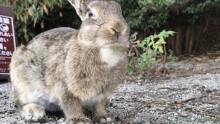 あまりのかわいさに、悶絶必至です！【野うさぎ】