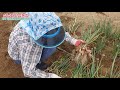 쪽파 심는시기 쪽파심는법 굵게하는법 scallions planting