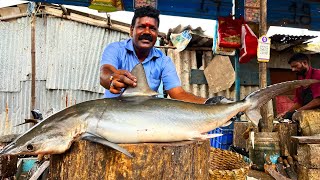 15KG BIG SHARK FISH CUTTING VIDEO CUTTING FOCUS