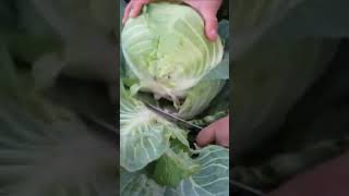 Enjoying life in the farm #harvesting #vegetable #enjoying #satisfying #beautiful