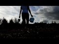 picking wild blueberries in iceland