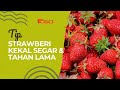 Tip Strawberi Kekal Segar & Tahan Lama