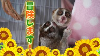 部屋を出てウロウロするスローロリス（こじろう＆りんころもち）#297