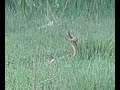 snake dance orissa