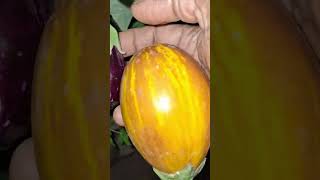 brinjal 🍆 Seeds in tarraes gardening 😇🥰 like and Share comment 😀