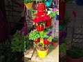 my small garden in winter season nairakajahan trending garden flowers seasonalflowers shorts