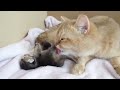 ママ猫になるまでの記録･･･赤ちゃん猫の目が開くまで【a record of becoming a mama cat until the baby cat s eyes open 】