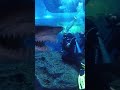 #Shark Attack in #Aquarium #Dubai