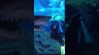 #Shark Attack in #Aquarium #Dubai