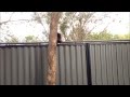 Julie's escape over cat proof fence