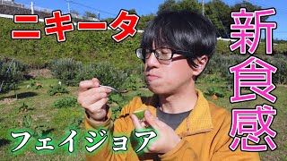 【新食感！】ニキータ（ニキタ）を試食する！フェイジョアの品種紹介【feijoa】