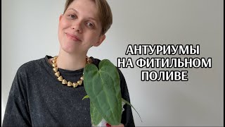 Как перевести антуриум на фитильный полив?