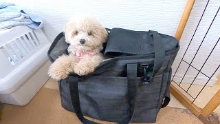 We bought a new pet carrier bag and our toy poodle and puppy loved it so much.