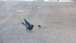 カラスとネズミが遊ぶ　Playing with a crow and a mouse