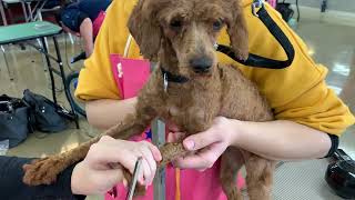 専門学校ちば愛犬動物フラワー学園 動物飼育コース授業風景 グルーミング実習