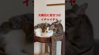 飼い猫と保護猫がイチャイチャするだけの動画 #short #猫 #cat