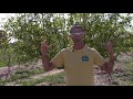 cross pollinating fruit trees traditional method