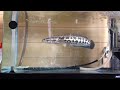 カムルチーの小魚捕食　－ northern snakehead attacks a small fish