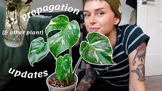 Propagation Updates! \u0026 Spring Plant Growth Check In | February 2022