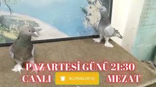 🌹 Fırıncı Mahmut Ve Zabıta Mehmet Kuşları 🌹