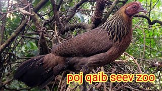 suab poj qaib f1 seev zoo cuab tuaj 31/1/2025