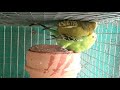 budgie aggressive mating