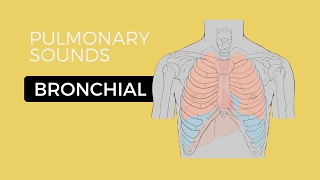 02 _ Lung Sounds - Bronchial breath sounds