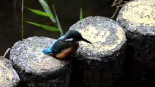 横浜の公園にいたカワセミ（雛）　kingfisher_0301_P.mp4