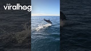 Dolphin Jumps Out of the Water Near Paddleboarder || ViralHog