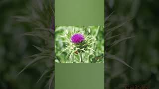 Beautiful rich pink thistle