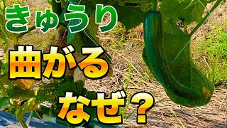 きゅうりが曲がる原因と４つの対策！誰でもできる方法を紹介！