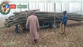 #বীর সূর্য মহাবীর চিলা রায়ের প্রোগ্রামের মাঠের কাজ চলছে (২০২৫) #maharaja #gc...