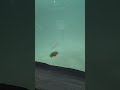 fish swims towards the wall to avoid interacting with a well known mischief maker. shorts