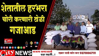 शेतातील हरभरा चोरी करणारी टोळी गजाआड #citynews_amravati