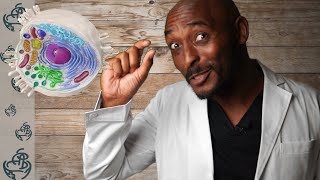 Mitochondria: 9 Ways to increase mitochondrial density for weight loss and athletic perform