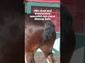 peta exposes budweiser for mutilating clydesdale horses