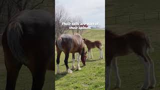 PETA Exposes Budweiser for Mutilating Clydesdale Horses