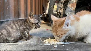 流浪小奶猫非常乖巧懂事，知道人们对它好，喂它吃药毫不犹豫吞下