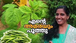 അമര പയർ കൃഷി Part 2 | Amara Krishi | Amarakka Farming Video in Malayalam | Cluster beans cultivation