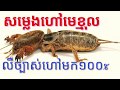 Sat Kmol Som Leng Kmol សម្លេងហៅសត្វមេខ្មុល ហៅមក១០០% មើលរបៀបហៅខាងក្រោម