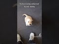 how early can you start training a puppy puppytraining