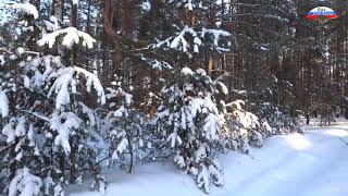 ロシアの冬・晴れた日の森散歩