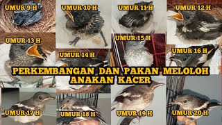 PERKEMBANGAN ANAKAN KACER JANTAN DARI UMUR 10 HARI SAMPAI 20 HARI - PENGHOBI BURUNG CHANNEL